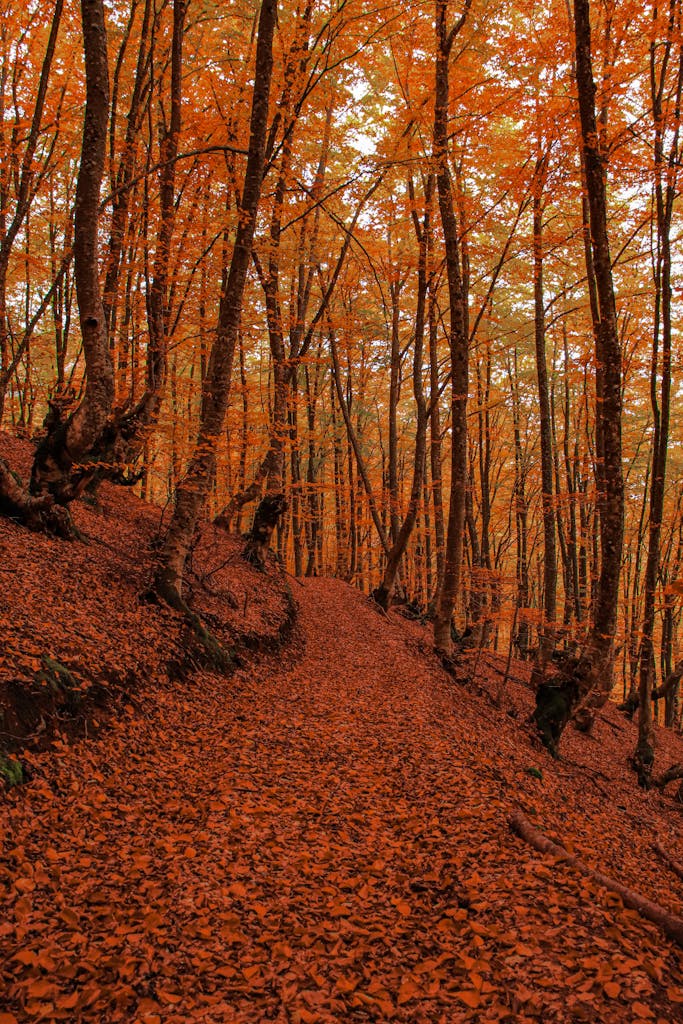 Autumn Cyprus